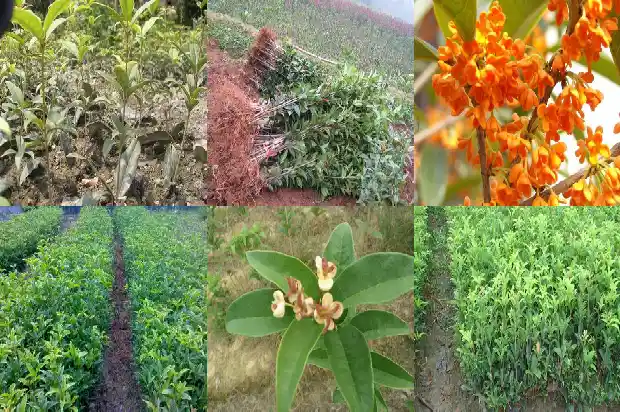 桂花树20公分多少年开花一次1688434047547