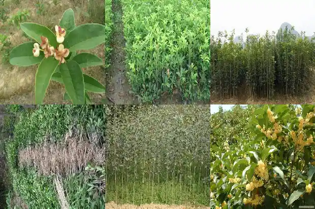 桂花的花语和象征意义语句1684282680352