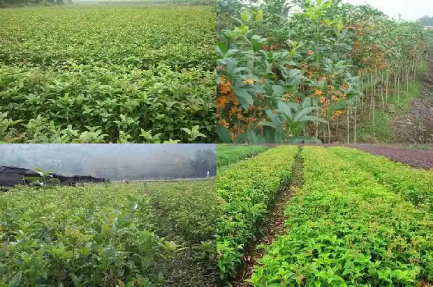 桂花的花语代表什么意思1684282715389