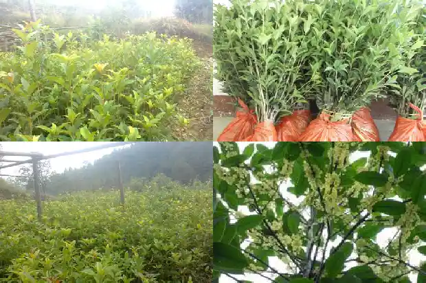 桂花的花语代表什么意思1684282715436