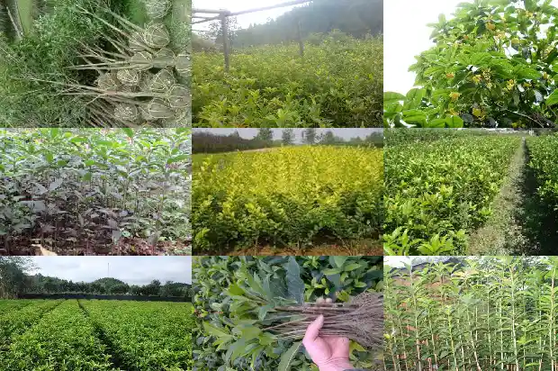 桂花的象征义1684282780518