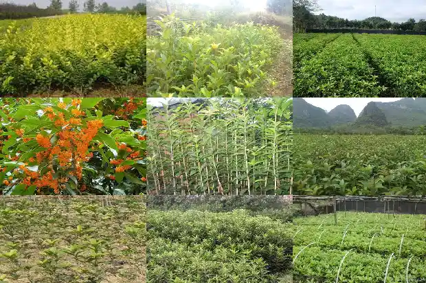 桂花泡水喝有副作用吗1689121974419