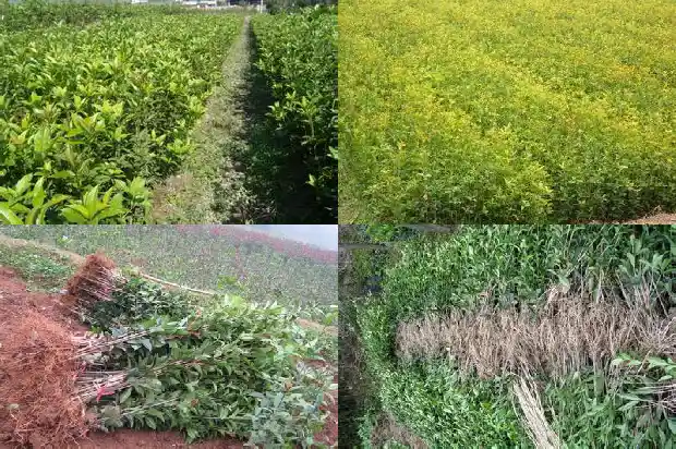天香台阁桂花长的快吗1690850054555