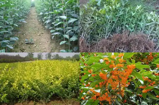 描写桂花香的好段1684282901073