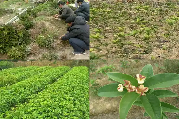 古人对桂花的评价1684282911454