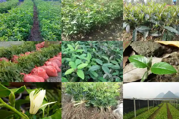 古人对桂花的评价1684282911502