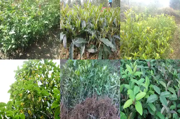 什么桂花品种最好看又好养1684282992611