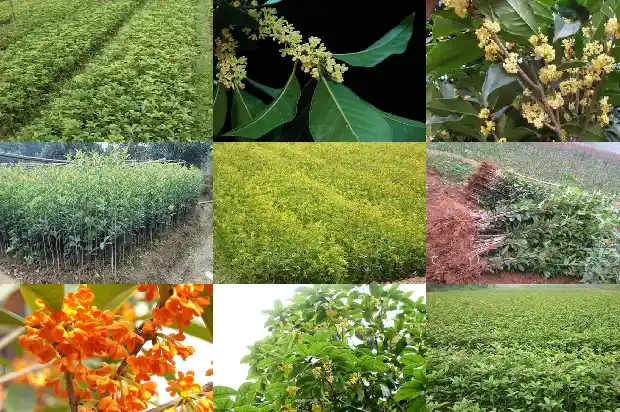 什么桂花品种最好看又好养1684282992706