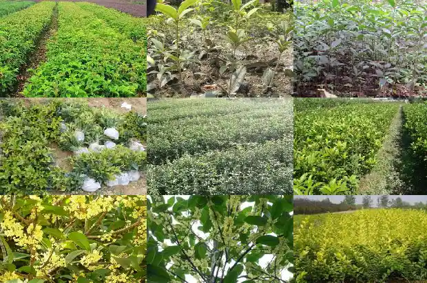 渭南哪里有桂花树1690503486913