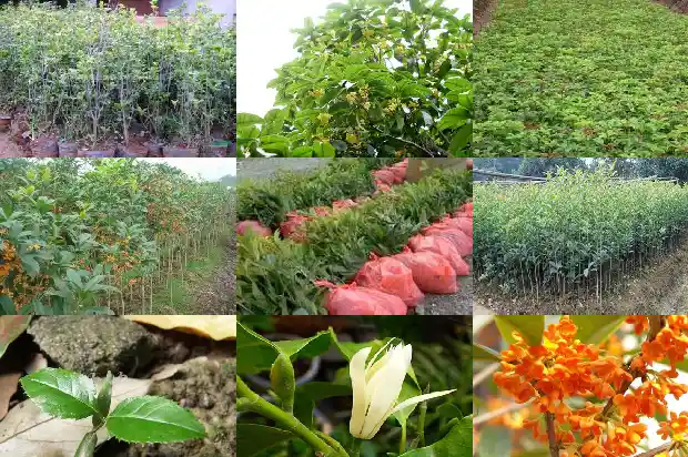 春节期间桂花开了什么意思呀1684283066225