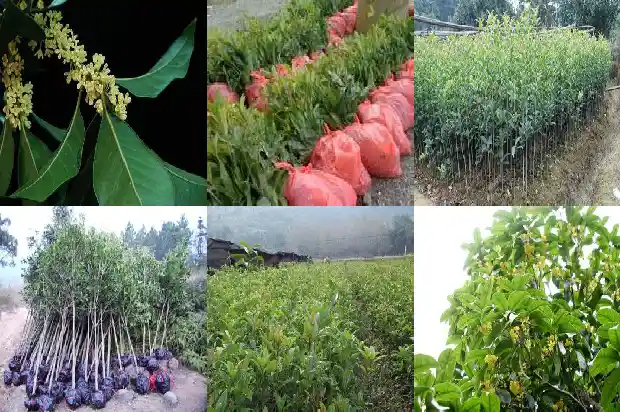 春节期间桂花开了什么意思呀1684283066273