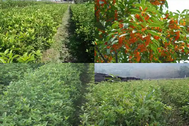 关于桂花的问题1688435922757