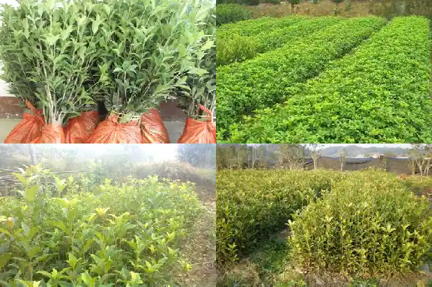 桂花开了是不是代表秋天到了1684283098970