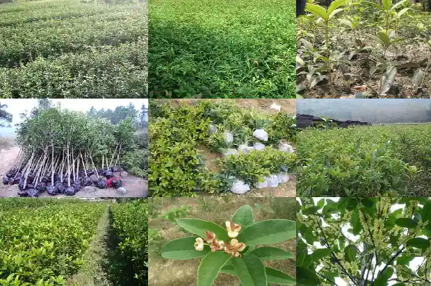 桂花树怎样区分品种1690763552404