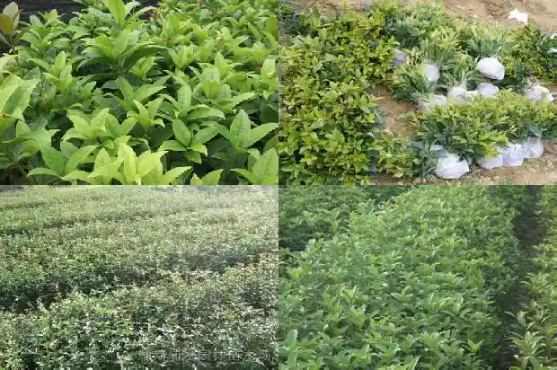 朱砂桂是什么桂花1684283136228