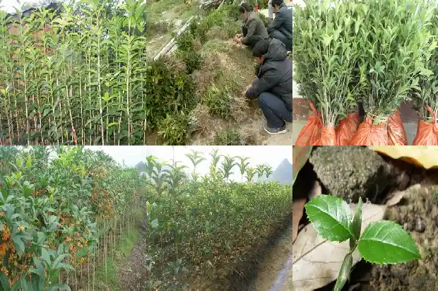 桂花的寓意和花语和花语是什么1684283166543