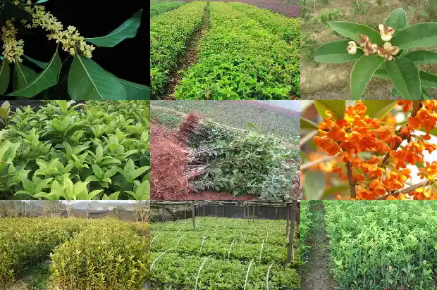 桂花的寓意和花语和花语是什么1684283166589