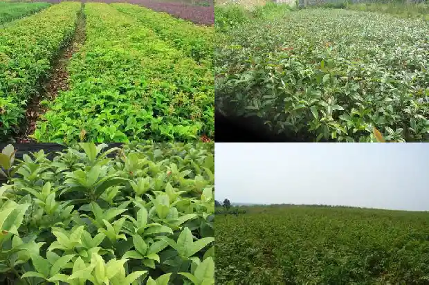 大门前面栽桂花树好不好1684283203305