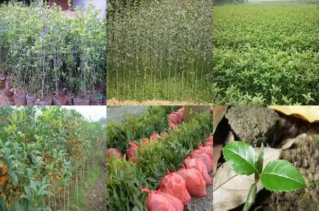 大门前面栽桂花树好不好1684283203353