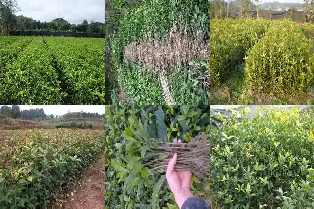 大门前面栽桂花树好不好1684283203400