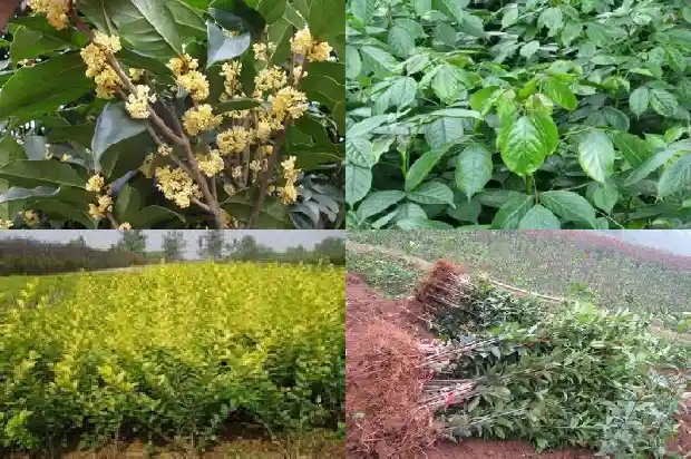 阳台能种桂花树吗风水1689986022446