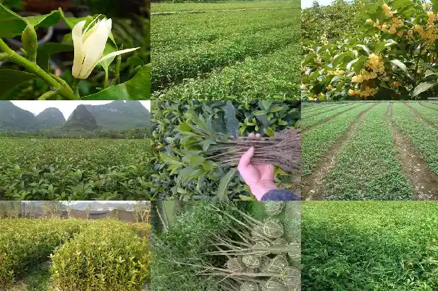 大门前面种桂花树好吗1684283227146