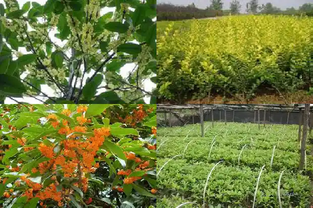 大门前面种桂花树好吗1684283227194