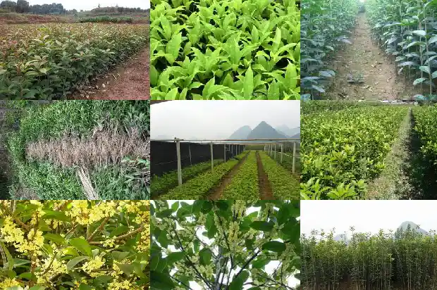 50公分的桂花树价格多少钱一盆呢1690763645156