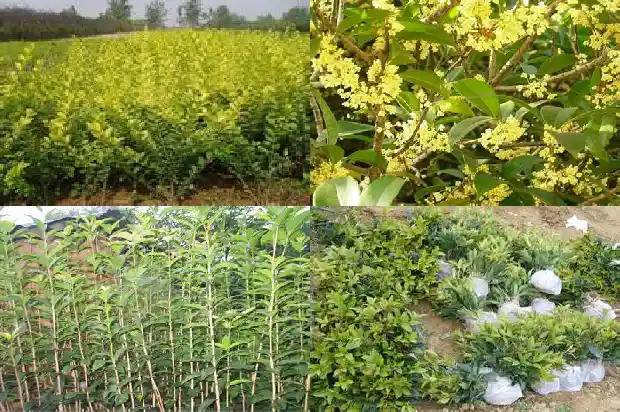 大门两边栽桂花树4棵好吗1684283259527