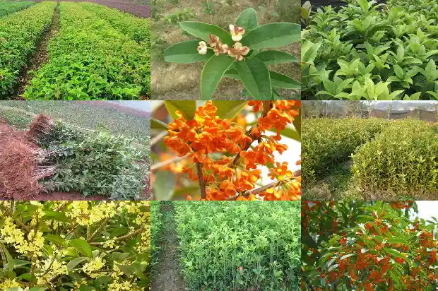 大门两边栽桂花树4棵好吗1684283259575