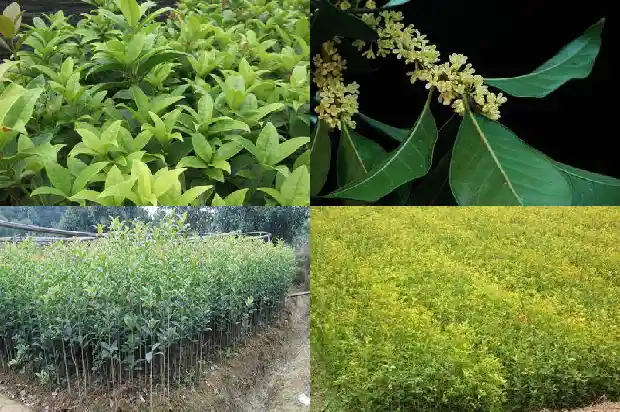 大门口种桂花树好吗?1684283278935