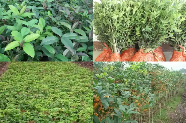 大门口种桂花树好吗?1684283279031