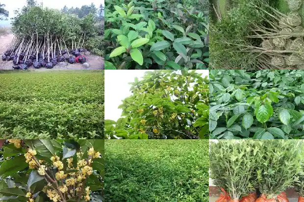 大门口能栽桂花树吗好吗风水好吗1684283293779