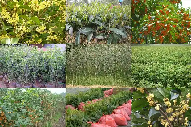大门口能栽桂花树吗好吗风水好吗1684283293827
