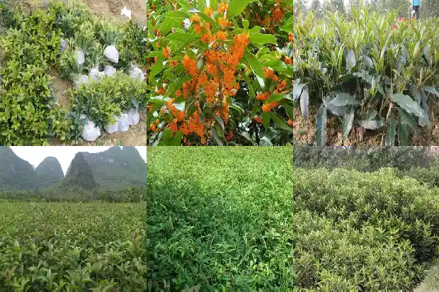 二月份可以嫁接桂花吗1688792979826