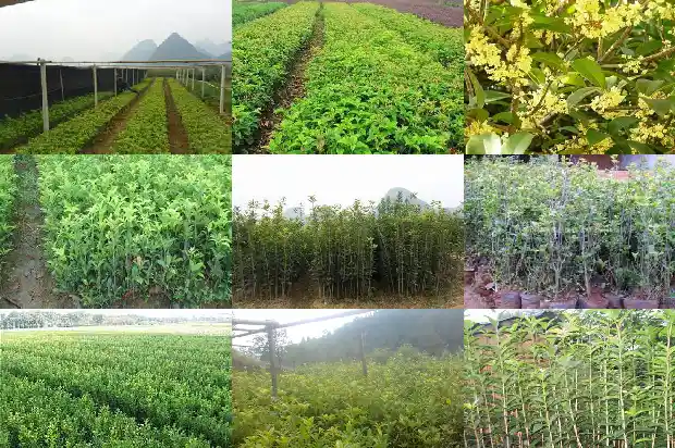 大门口可以栽桂花树吗风水1684283313334