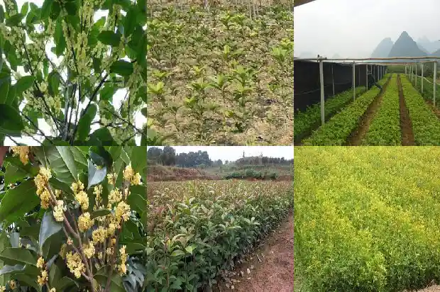 大门口可以栽桂花树吗风水1684283313430