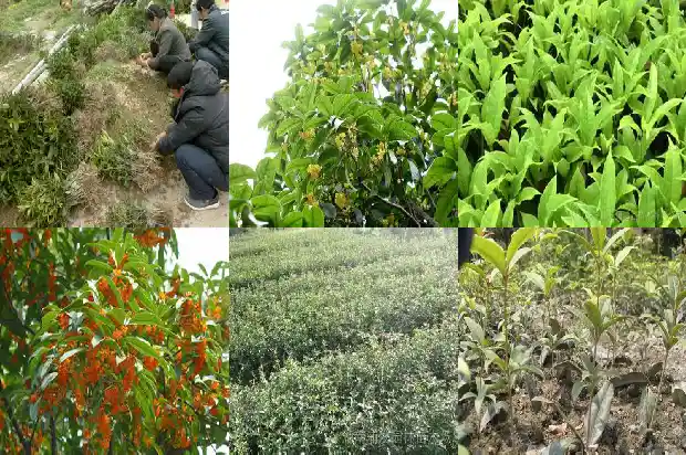 大门口可以栽桂花树吗好吗1684283335147