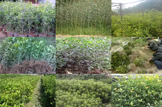 大门口可以栽桂花树吗好吗1684283335195