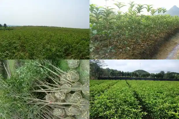 大门口可以栽桂花树吗好吗1684283335243