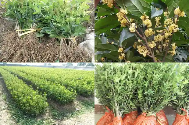 大门口可以栽桂花树吗好吗1684283335291