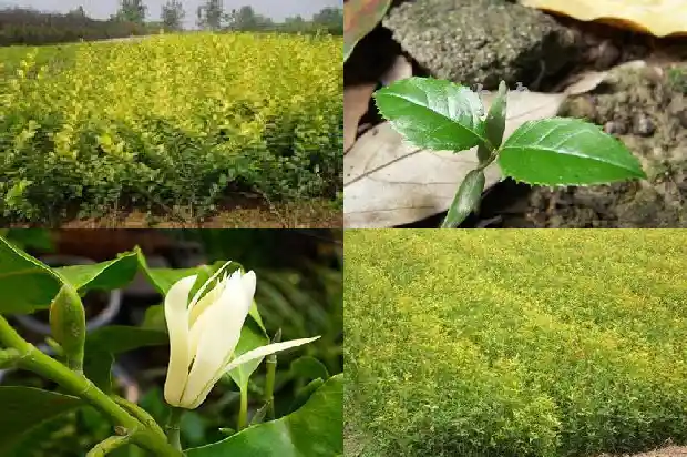 桂花树可以种大门口吗1684283351993