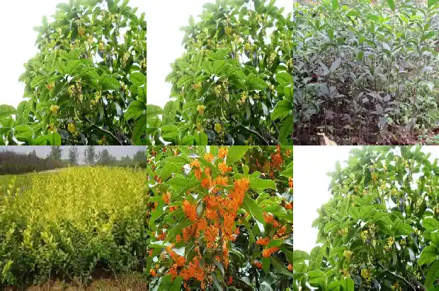 心烦不开心可以喝桂花茶吗1689035179346