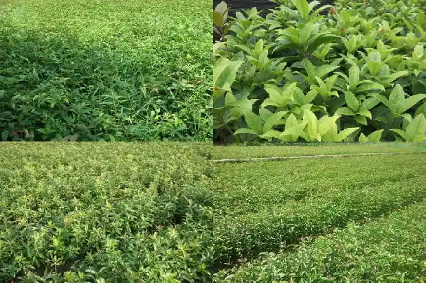 家里大门口可以栽桂花树吗?1684283392710