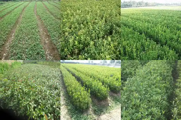 桂花树红色的花朵值钱吗?1690331717023