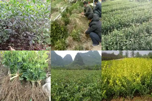 家里大门口可以栽桂花树吗?1684283392805