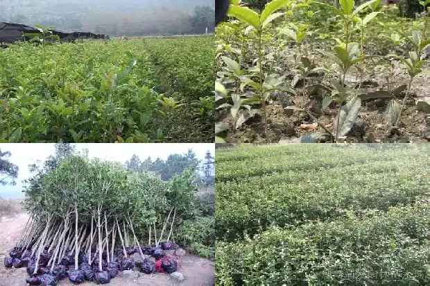正门口可以种桂花树吗1684283407907