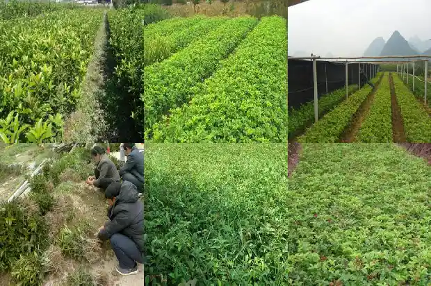 桂花树叶子枯萎了怎么办1688792690199