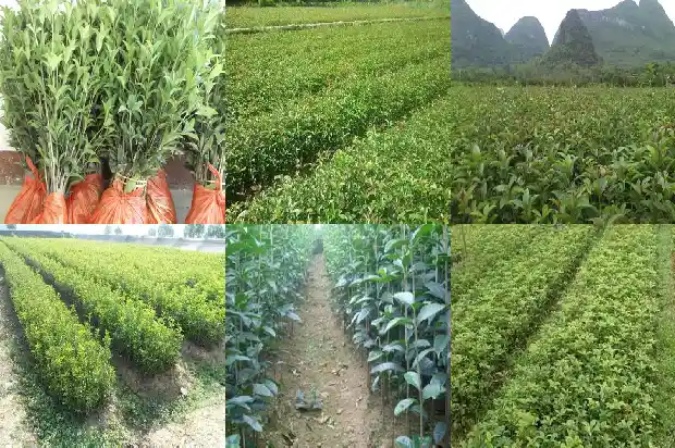 大门前能栽桂花树吗风水好不好1684283428935