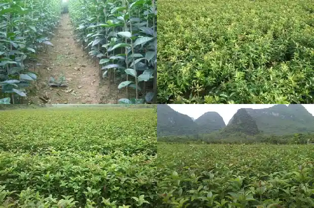 大门前能栽桂花树吗风水好不好1684283429031